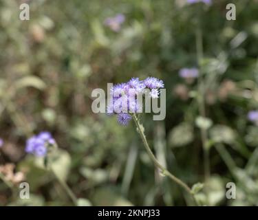 Un cliché sélectif de fleurs d'Ageratum dans un jardin Banque D'Images