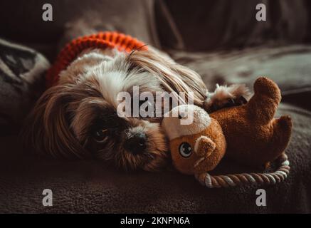 Un gros plan d'un mignon Shih Tzu, Canis lupus familiaris allongé sur un canapé avec son jouet Banque D'Images