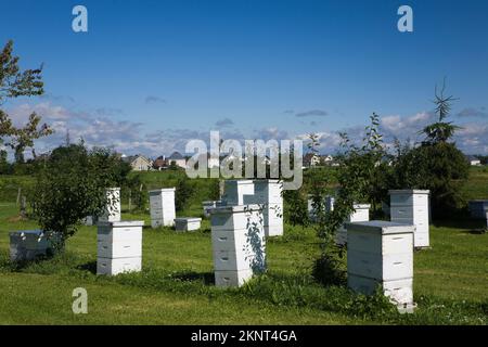 Ruches d'abeilles produisant du miel à la ferme apiaire. Banque D'Images