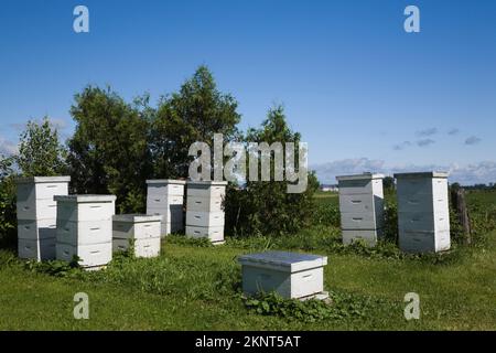 Ruches d'abeilles produisant du miel à la ferme apiaire. Banque D'Images