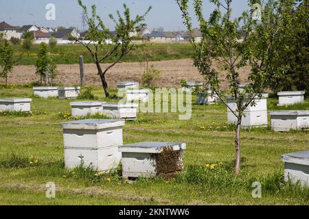 Ruches d'abeilles produisant du miel dans une ferme apicole au printemps. Banque D'Images