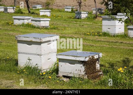 Ruches d'abeilles produisant du miel dans une ferme apicole au printemps. Banque D'Images