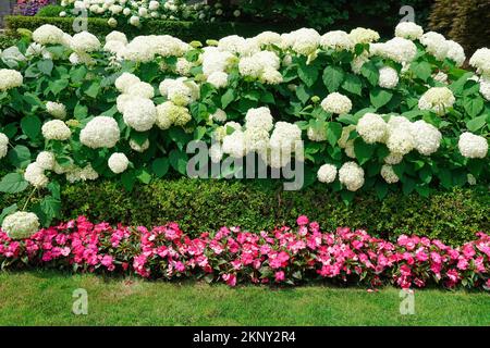 bordure de jardin avec une haie de buissons d'hortensia et d'impatiens roses Banque D'Images