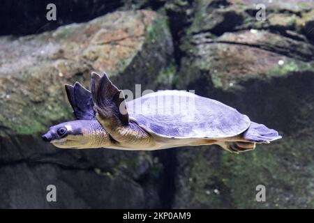 Tortue à nez de porc nageant dans un aquarium tropical Banque D'Images