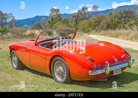 Vue arrière d'un roadster Austin Healey 100 1952. Banque D'Images