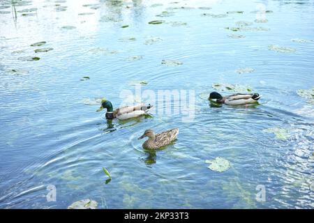 Canards sur un étang danois. Trois canards nageant sur un étang parmi les lilis d'eau. Banque D'Images