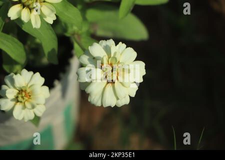 Fleurs blanches de Zinnia fleuries sur le jardin Banque D'Images