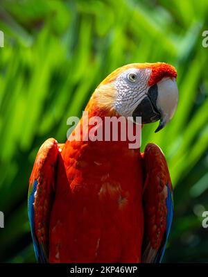 Portrait de Scrallet Macaw (Ara Macao), parc national de Yasuni, forêt amazonienne, Équateur. Banque D'Images
