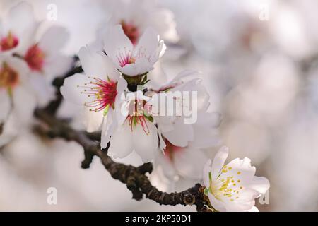 Gros plan de superbes branches d'amandiers en fleurs au printemps. Banque D'Images