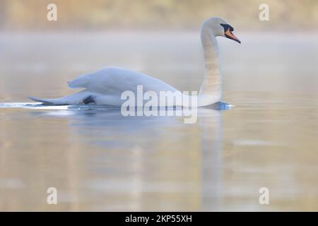 Muet Swan [ Cygnus olor ] sur le lac en début de matinée brume avec réflexion Banque D'Images