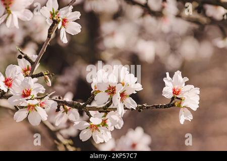 Gros plan des branches d'amandiers en fleurs. Fleur de printemps. Banque D'Images