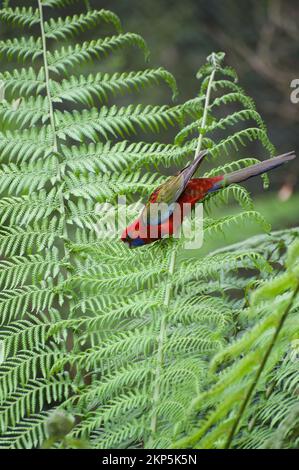 Les jeunes Rosellas cramoisi (Platycercus elegans) sont souvent pris pour les Parrots du roi (Aosterus), mais la gorge bleue et la plus petite taille sont un don. Banque D'Images