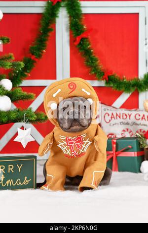 Chien Bulldog français portant un drôle de pain d'épice costume de Noël avec les bras entouré par la décoration de fête Banque D'Images