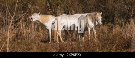 Chevaux blancs de Camargue dans le sud de la France. Les chevaux élevés en liberté au milieu des taureaux de Camargue dans les étangs de Camargue. Formés pour être débarrassés Banque D'Images