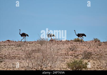 Groupe d'oiseaux d'Ostrich dans le désert de Namibie Afrique montagne fond Banque D'Images