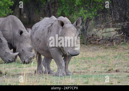 Rhino blanc dans la savane Namibie Afrique Breitmaul Nashorn Banque D'Images