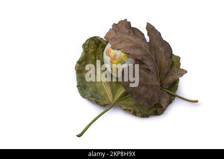 Petit modèle globe placé entre deux grandes feuilles d'automne Banque D'Images