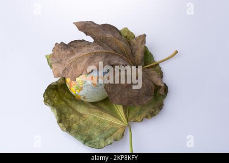 Petit modèle globe placé entre deux grandes feuilles d'automne Banque D'Images