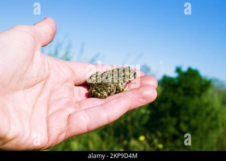 Un jeune crapaud (crapaud variable, Bufo viridis) se cache sur le bras d'un homme. Coloration assimilative (pas dans ce cas) et sécrétions toxiques sur la peau (laver yo Banque D'Images