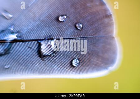 Gouttes d'eau sur les plumes. Loupe (vue Pinnula). Macro-photographie mise au point souple Banque D'Images