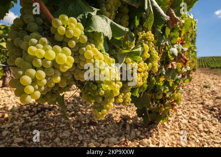 Les vignobles de Beines dans l'AOC Chablis, France Banque D'Images