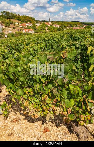 Les vignobles et le village de Beines dans l'AOC Chablis, France Banque D'Images