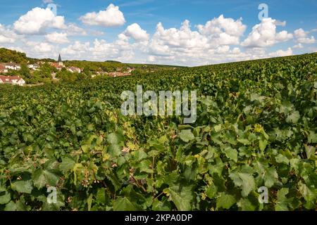 Les vignobles et le village de Beines dans l'AOC Chablis, France Banque D'Images