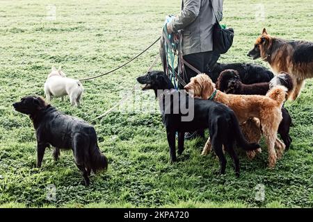 Homme méconnaissable chien marcheur groupe de chiens sur les laisses dans le parc Banque D'Images