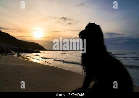 Goldendoodle se trouve sur la plage au bord de la mer et donne sur le coucher du soleil. Vagues dans l'eau et sable sur la plage. Paysage avec un chien Banque D'Images