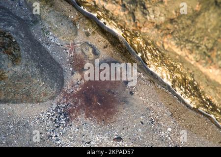 Starfish sous l'eau, allongé dans le sable, devant le réservoir de mer. Animal marin sur la côte du Danemark. Animal tiré de la mer Banque D'Images