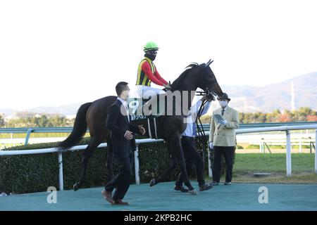 Hyogo, Japon. 26th novembre 2022. Wurttemberg et Atsuya Nishimura avant la radio Nikkei Hai Kyoto Nisai à l'hippodrome de Hanshin à Hyogo, Japon, 26 novembre 2022. Crédit: Eiichi Yamane/AFLO/Alay Live News Banque D'Images