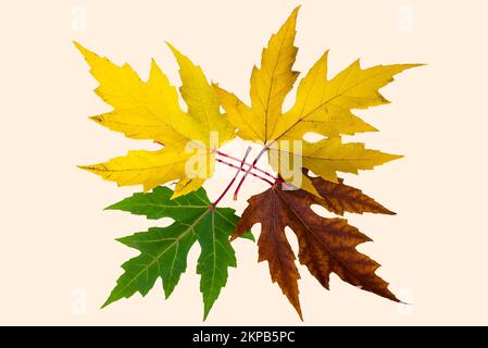Cercle de vie avec feuilles d'automne colorées Banque D'Images