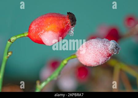 Rose rouge sur la hanche avec de la glace et de la neige. Banque D'Images