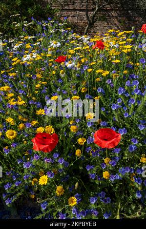 Gros plan de fleurs sauvages mixtes fleurs sauvages maigold Daisy daises dans un jardin frontière de prairie en été Angleterre Royaume-Uni Royaume-Uni Grande-Bretagne Banque D'Images