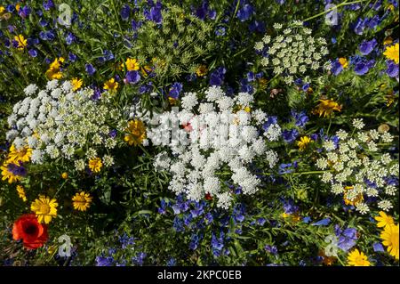 Gros plan de fleurs sauvages mixtes fleurs sauvages dans un jardin de prairie frontière parterre en été de l'Angleterre au-dessus Royaume-Uni Grande-Bretagne Banque D'Images