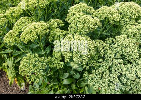 Gros plan de crassulaceae sedum stonecrop glace plante hylotelephium succulent succents fleurs dans un jardin frontière en été Angleterre Royaume-Uni Grande-Bretagne Banque D'Images