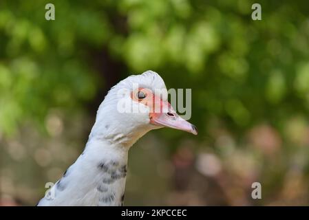 Gros plan d'une oie blanche sur un fond vert flou dans la ferme Banque D'Images