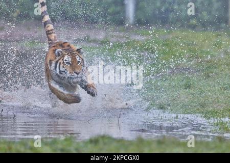 Une course de vitesse dans l'eau. Un Tigre charge un tigre mâle lors d'une journée humide et pluvieuse au zoo de Banham, Norfolk. Sussex, Royaume-Uni : CES photos D'ACTION montrent un t Banque D'Images