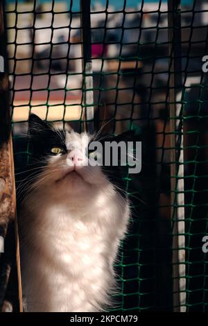 Chat noir et blanc regardant l'appareil photo surpris en regardant sur le balcon, les yeux jaunes et la fourrure longue. Banque D'Images