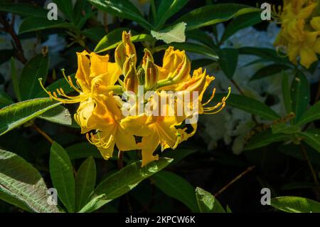 Gros plan de la floraison Rhododendron Kondel Klondike Hill, Azalea à Pruhonice, République tchèque, sur 12 mai 2022. (CTK photo/Libor Sojka) Banque D'Images