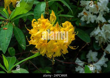 Gros plan de la floraison Rhododendron Kondel Klondike Hill, Azalea à Pruhonice, République tchèque, sur 17 mai 2022. (CTK photo/Libor Sojka) Banque D'Images