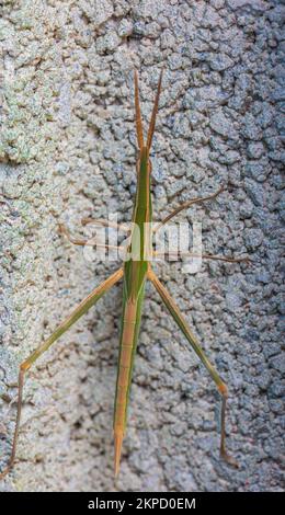 Truxalis nasuta, Fynyface Locust Banque D'Images