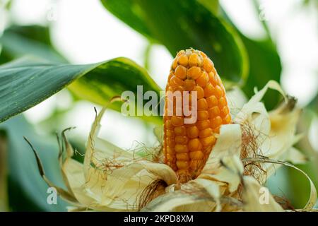 Maïs, Zea mays également appelé maïs indien ou maïs, plante céréalière de la famille des graminées (Ponceau) et son grain comestible. Le maïs est un p économiquement important Banque D'Images