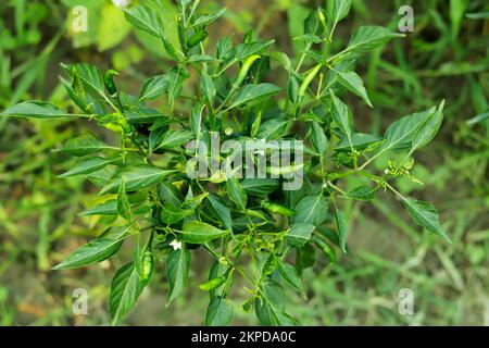 Les piments verts sont utilisés pour ajouter des épices à la nourriture indienne. Ils sont consommés à la fois sous forme brute et cuite. Les piments verts préfèrent le sol qui a un bon drainage et Banque D'Images