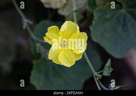 Luffa acutangula est une vigne cucurbitacée qui est cultivée commercialement pour ses fruits non mûrs comme un légume et les fleurs sont jaune pâle, 4-5 cm dans d Banque D'Images