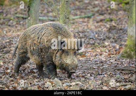 Recherche de sanglier (sus scrofa) en forêt, Allemagne. Banque D'Images