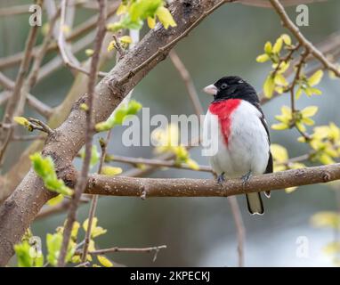 Un growbeak mâle à la poitrine de rose se trouve sur une branche avec de nouvelles feuilles vertes de printemps Banque D'Images
