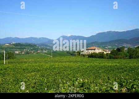 Vignobles le long de la route de Prosecco e Conegliano Vines, dans la province de Trévise, Vénétie, Italie, en été. Patrimoine mondial de l'UNESCO Banque D'Images