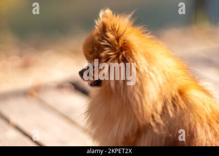 Mini promenades pomeraniennes dans le parc. Poméranie sur une promenade dans le parc d'automne. Chien dans la rue. Banque D'Images