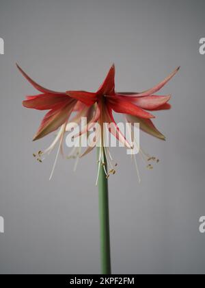 Fleur unique d'amaryllis/hippeastrum 'Sumatra' sur fond Uni Banque D'Images
